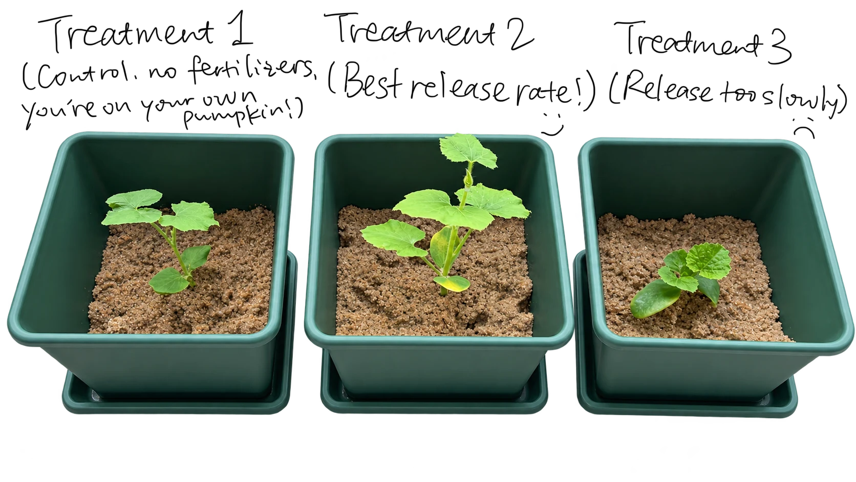 Three pumpkin seedling pots