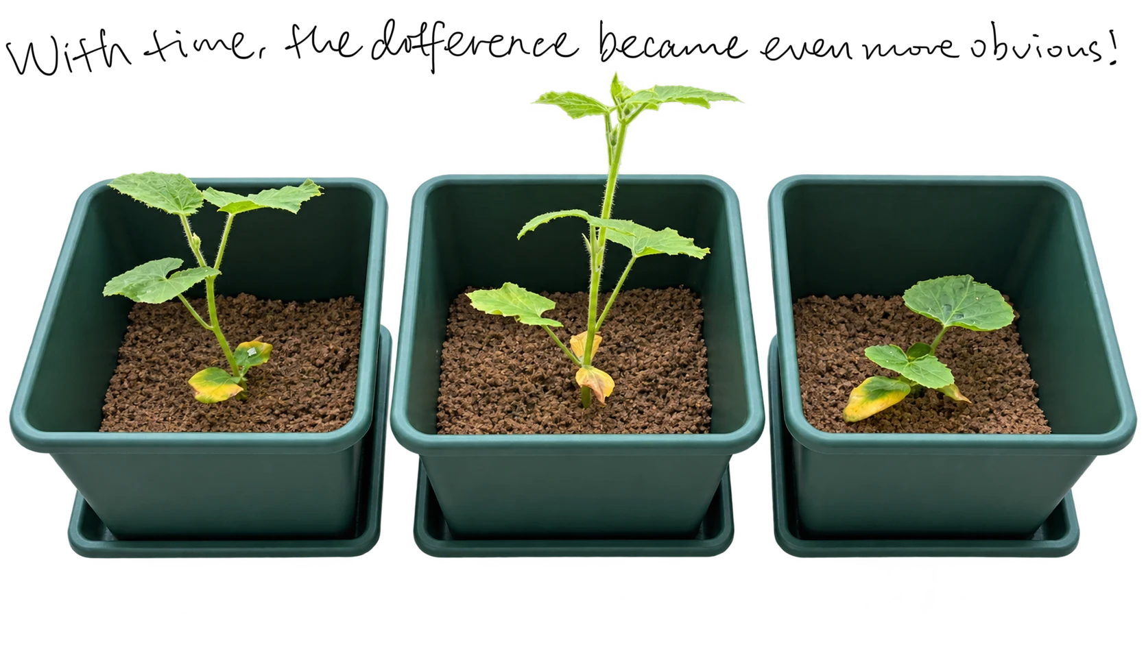 Pumpkin seedlings in three treatment pots