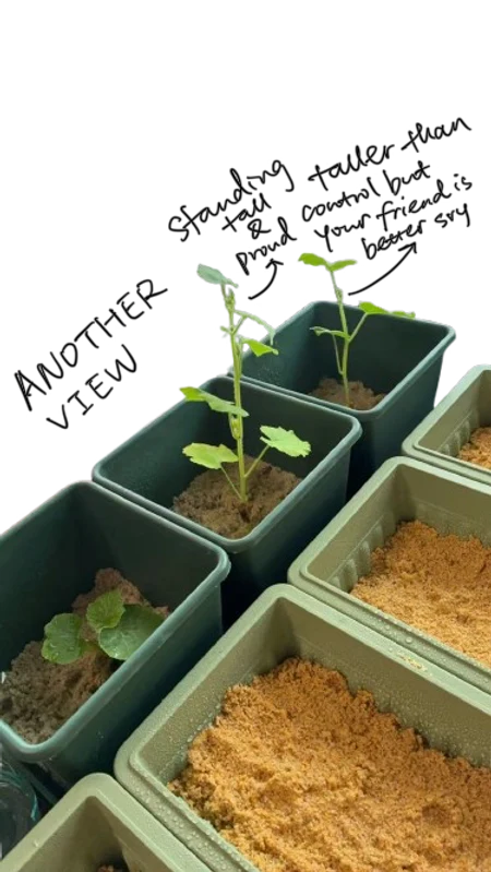 Tall pumpkin plant in a pot