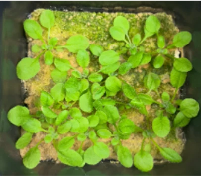Extra phosphate, 20 days after sowing