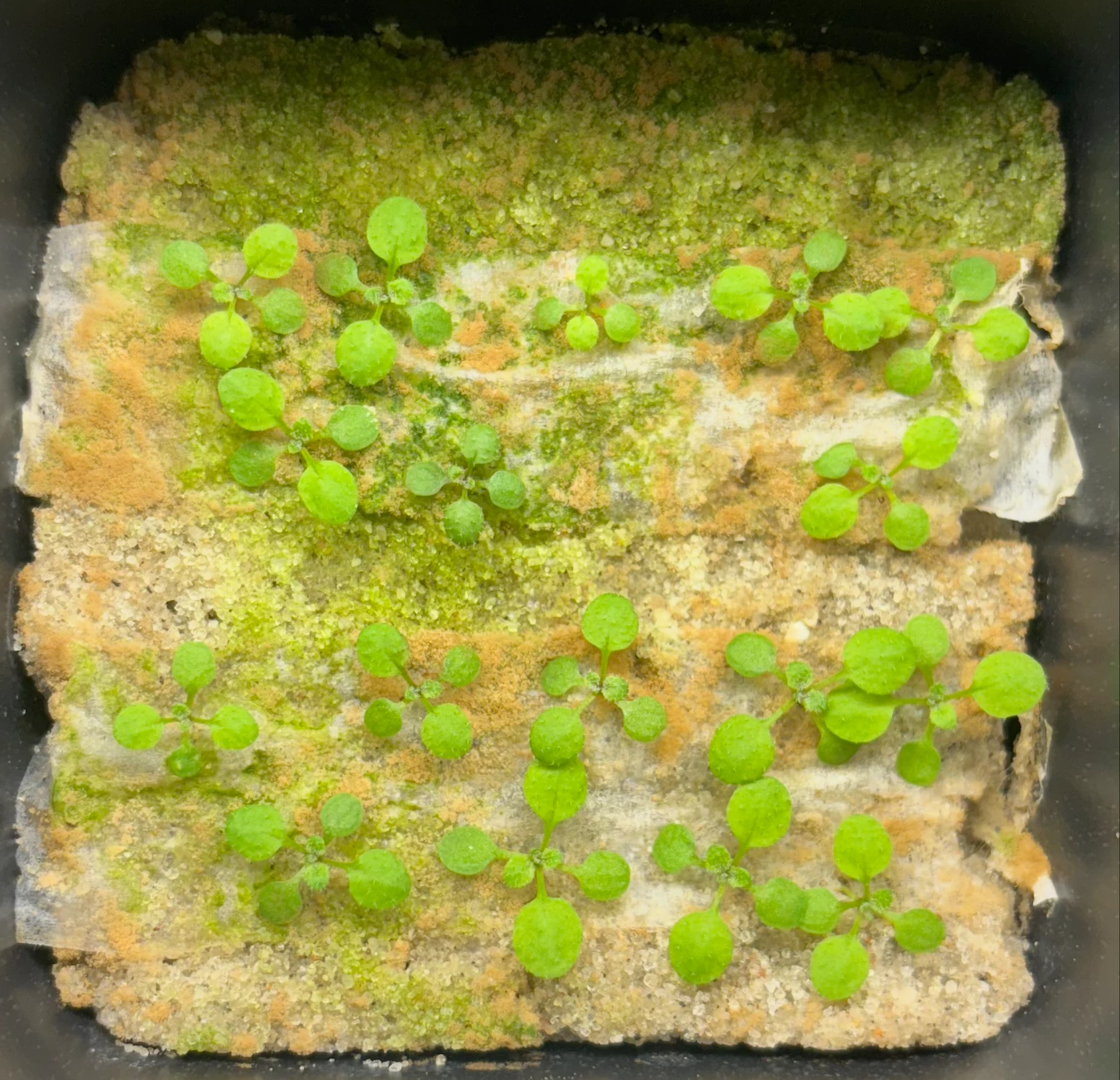 EPM, 15 days after sowing