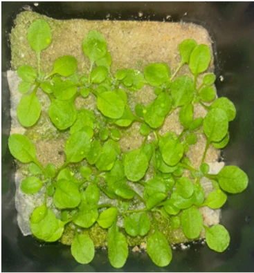 EPM, 18 days after sowing