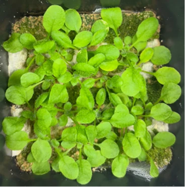EPM, 20 days after sowing