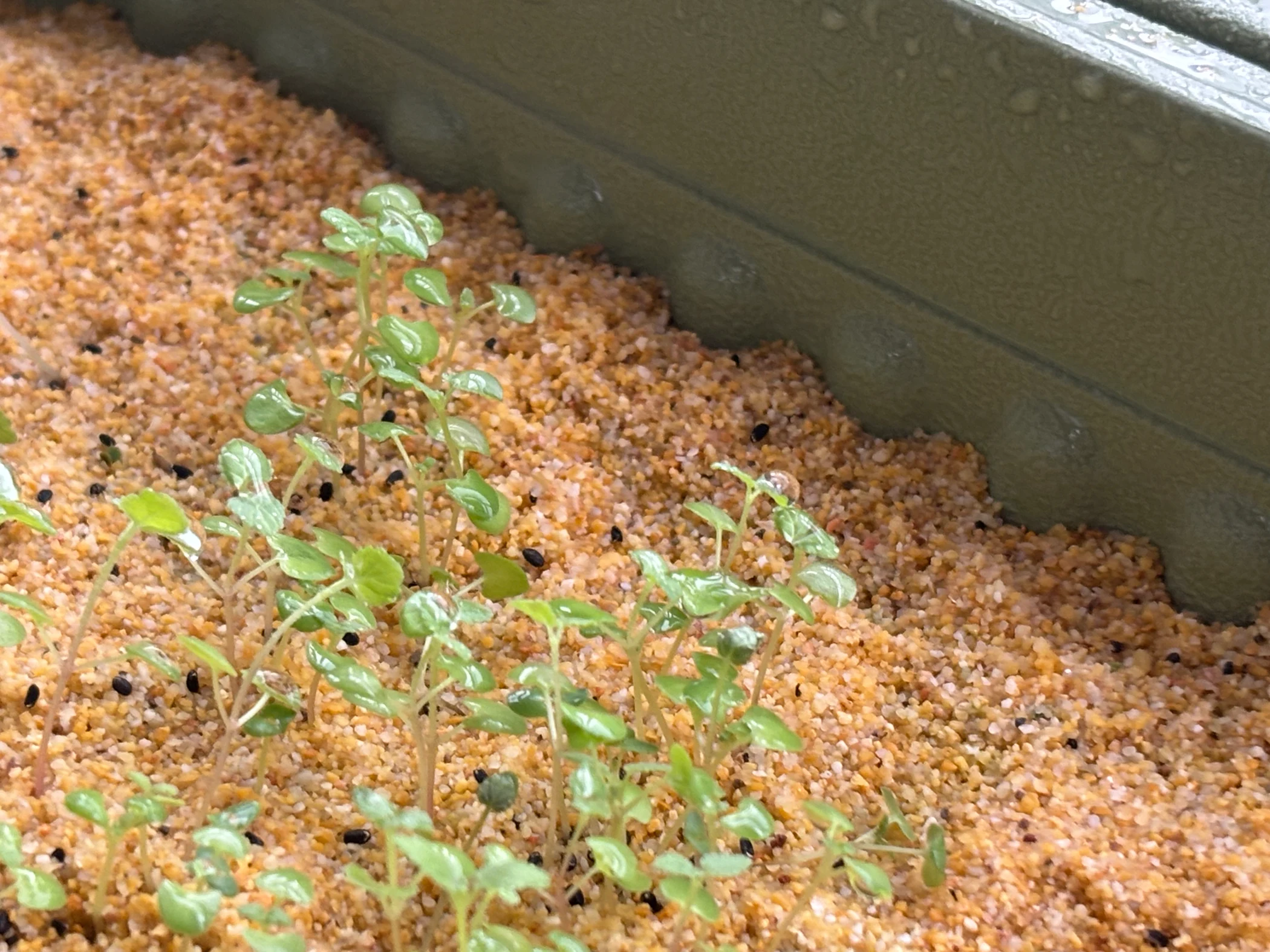 Bok choy seedlings across a growing tray