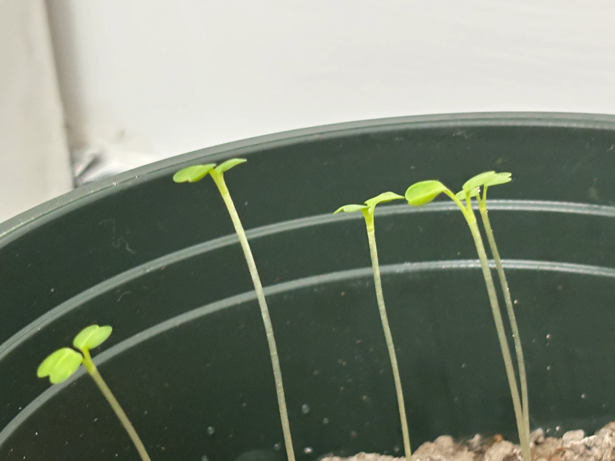 Bok choy seedlings in a pot at school